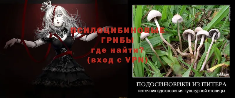 mega tor  Нытва  Псилоцибиновые грибы Magic Shrooms 